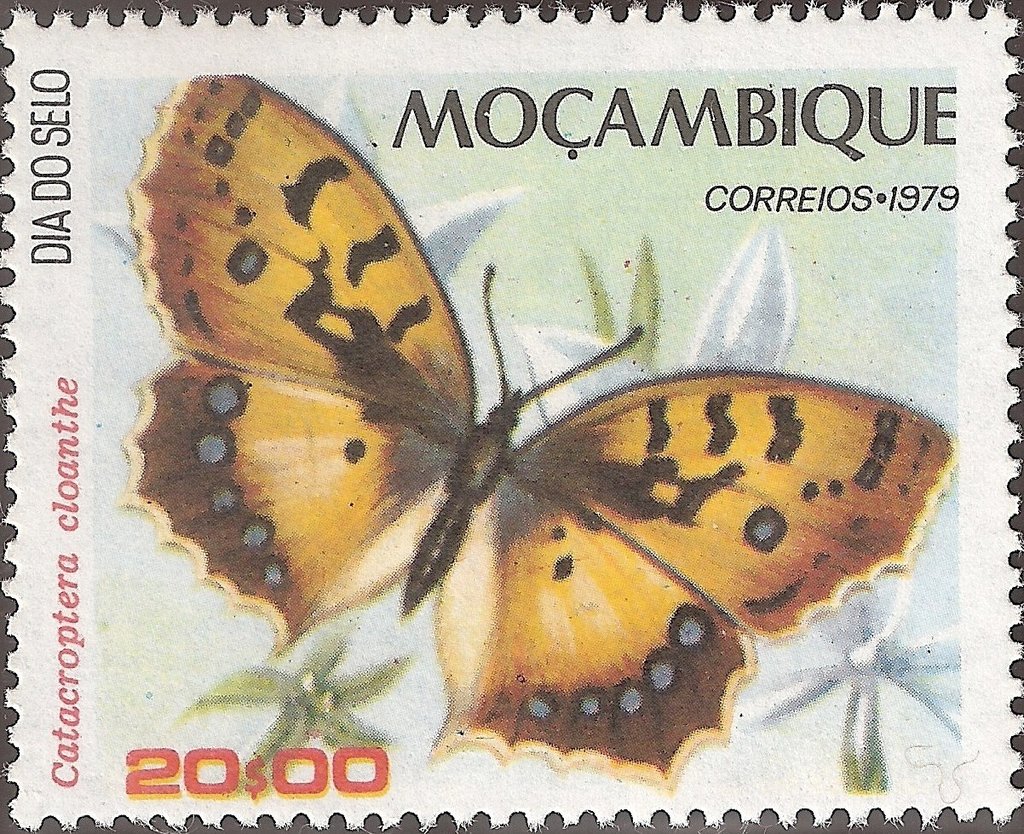 Pirate (Catacroptera cloanthe)