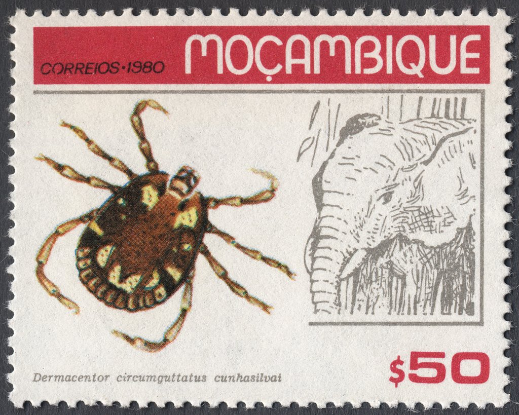 Hard Tick (Dermacentor circumguttatus cunhasilvai), African 