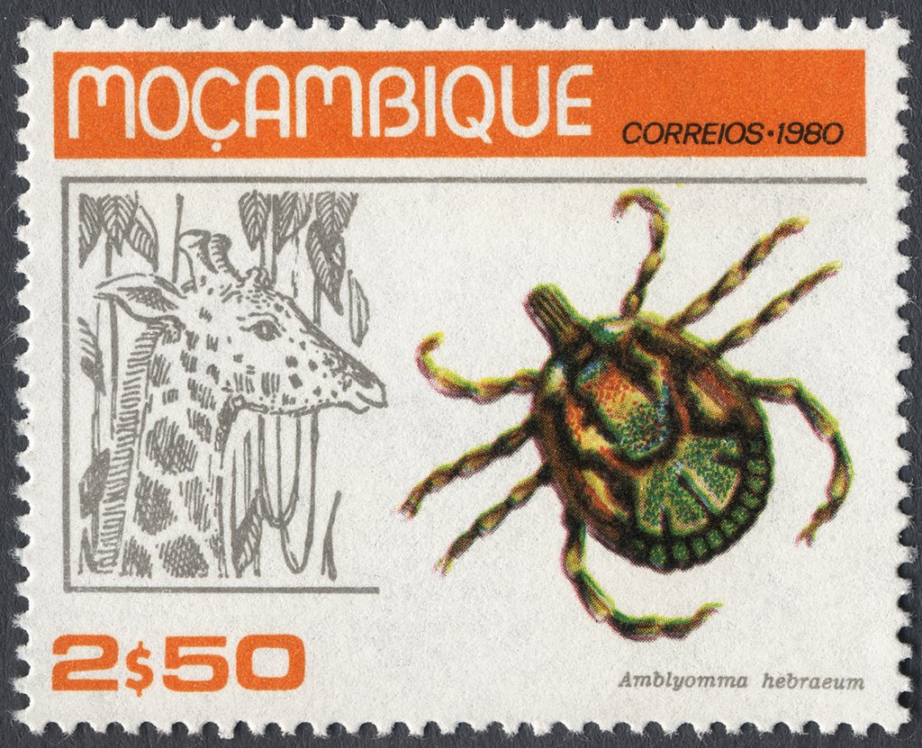 South African Bont Tick (Amblyomma hebraeum), Giraffe (Giraf