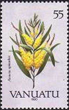 Acacia spirorbis