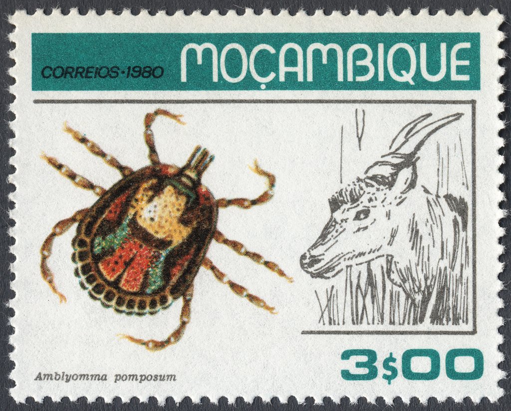 Star Bont Tick (Amblyomma pomposum), Eland (Taurotragus oryx