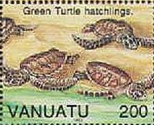 Green Sea Turtle (Chelonia mydas)