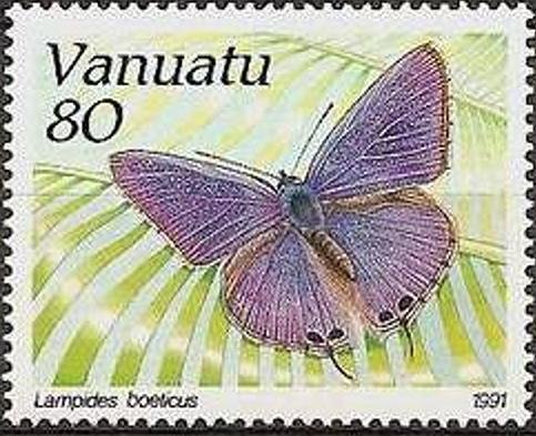 Long-tailed Blue (Lampides boeticus)