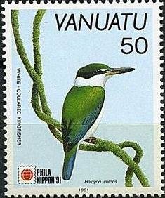 Collared Kingfisher (Todiramphus chloris)