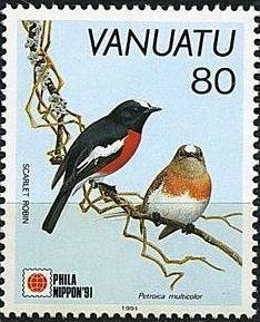 Norfolk Robin (Petroica multicolor)