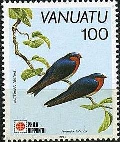 Pacific Swallow (Hirundo tahitica)