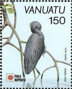 Pacific Reef Heron (Egretta sacra)