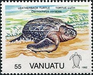 Leatherback Sea-Turtle (Dermochelys coriacea)