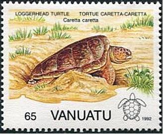 Loggerhead Turtle (Caretta caretta)
