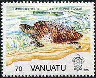 Hawksbill Turtle (Eretmochelys imbricata)