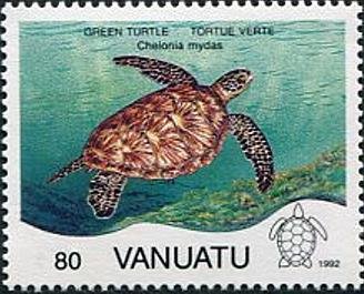 Green Sea Turtle (Chelonia mydas)