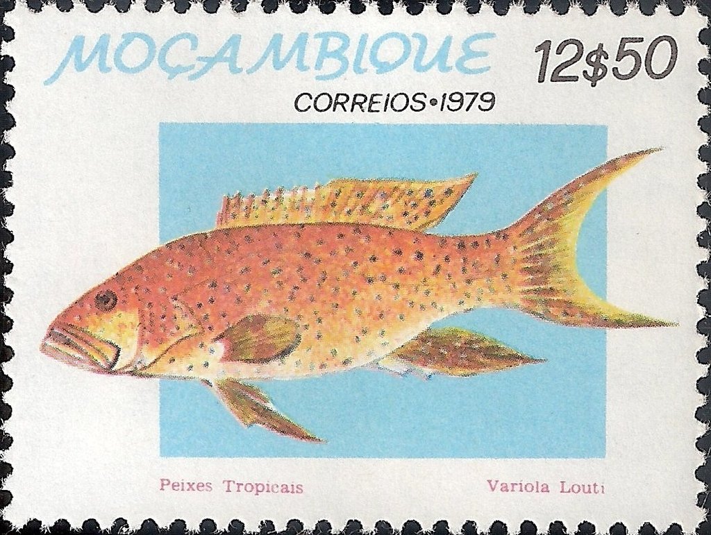 Yellow-edged Lyretail (Variola louti)