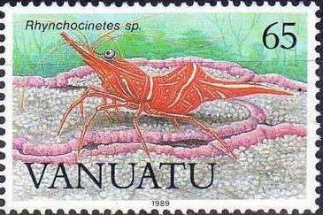 Hingebeak Shrimp (Rhynchocinetes sp.)