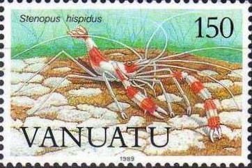 Banded Coral Shrimp (Stenopus hispidus)