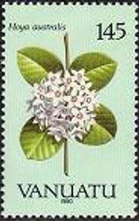 Hoya australis