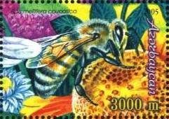 Stamp, Caucasian Honey Bee (Apis mellifera caucasica), Azerbaijan,  , Insects, Bees, Animals (Fauna)
