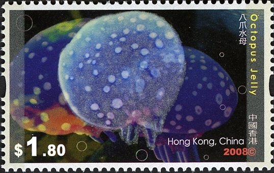 Octopus Jelly (Rhizostoma sp.)