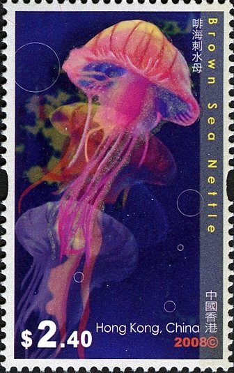 Brown Sea Nettle (Chrysaora fuscescens) 
