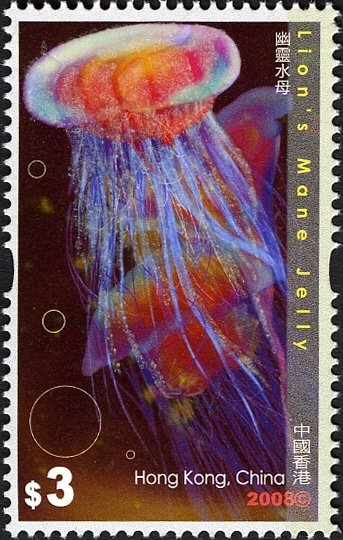 Lion's Mane Jellyfish (Cyanea capillata)