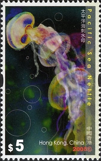 Pacific Sea Nettle (Chrysaora fuscescens)