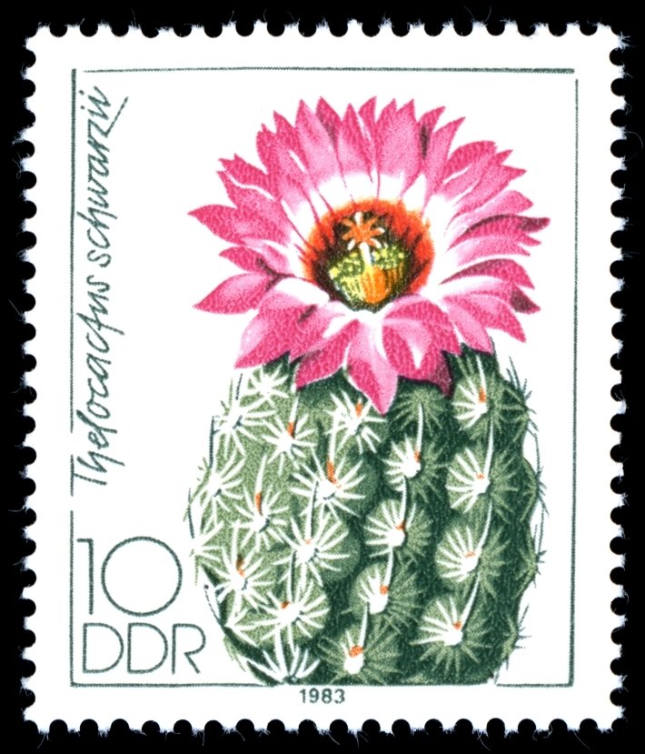 Thelocactus schwarzii