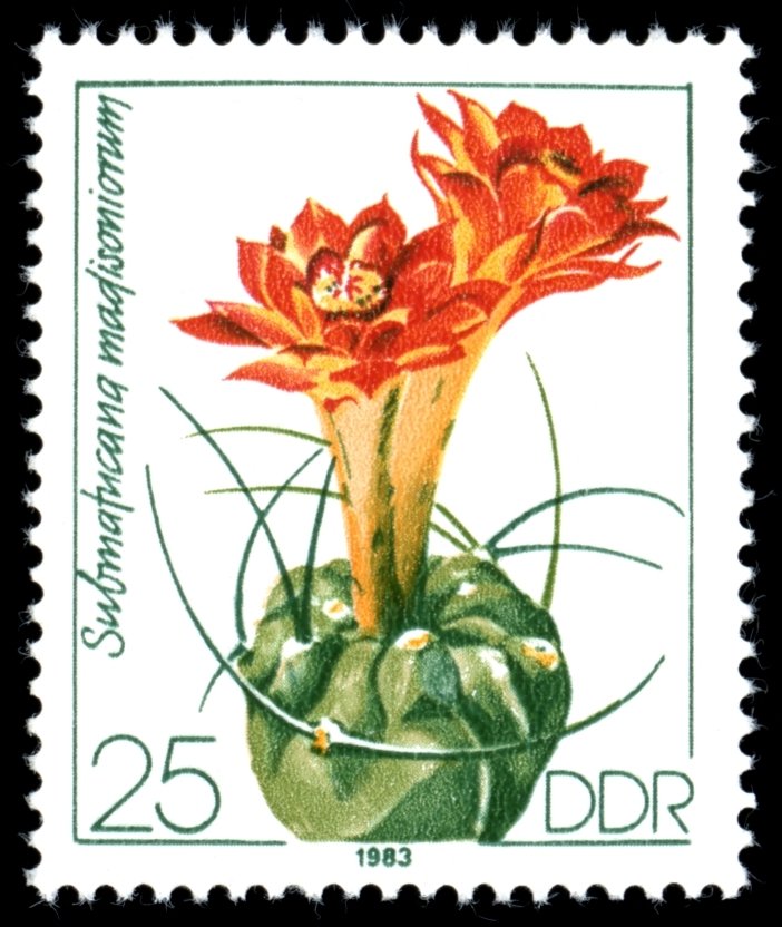 Submatucana madisoniorum