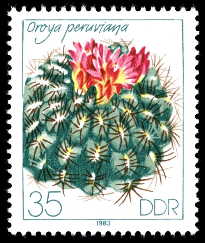 Oroya peruviana