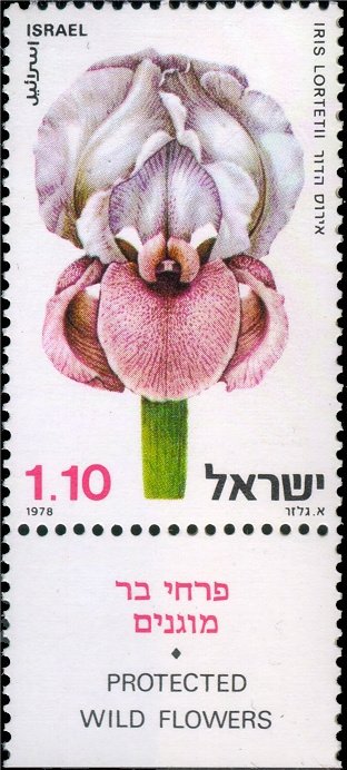 Iris Lortatii