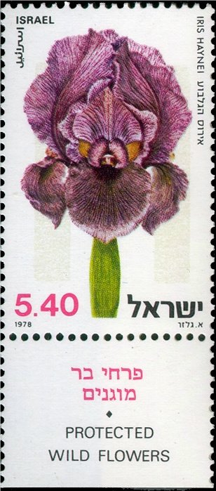 Iris Haynei