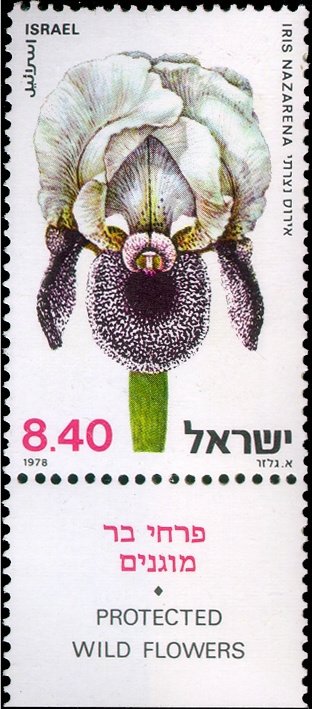 Iris Nazarena