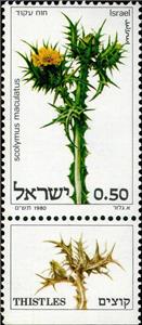 Stamp, Scolymus maculatus, Israel,  , Flowers, Plants (Flora)