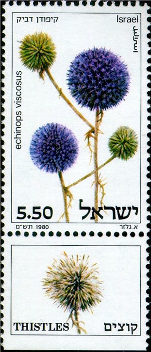 Echinops viscosus