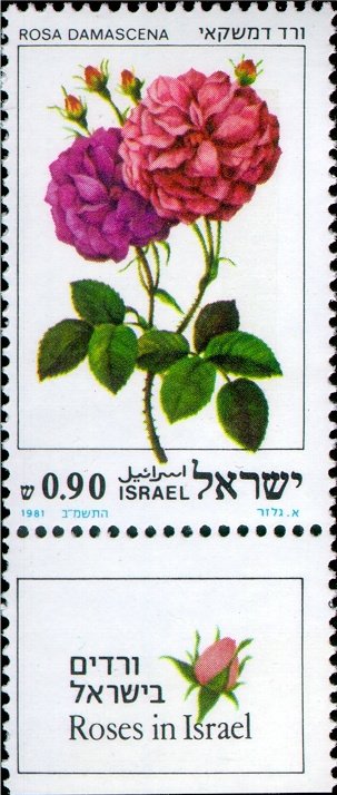 Rosa damascena