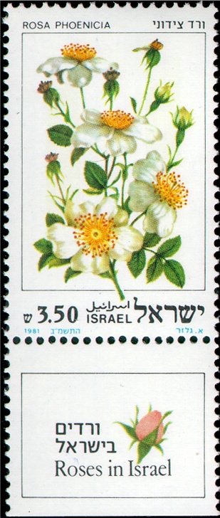 Rosa phoenicia