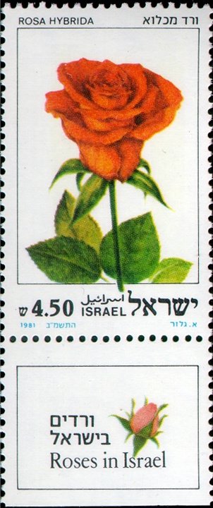Rosa hybrida