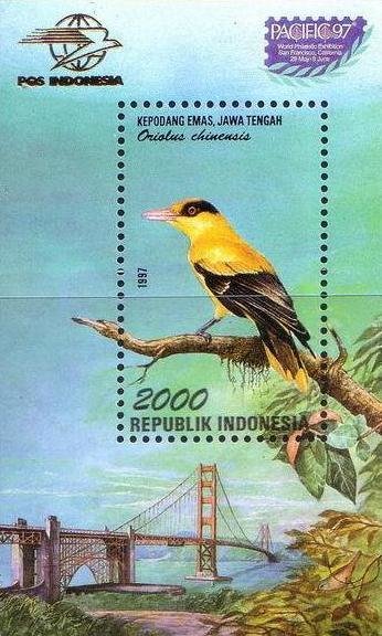 Black-naped Oriole (Oriolus chinensis) 