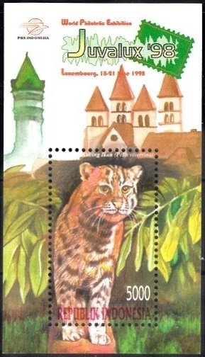 Fishing Cat (Felis viverrina)