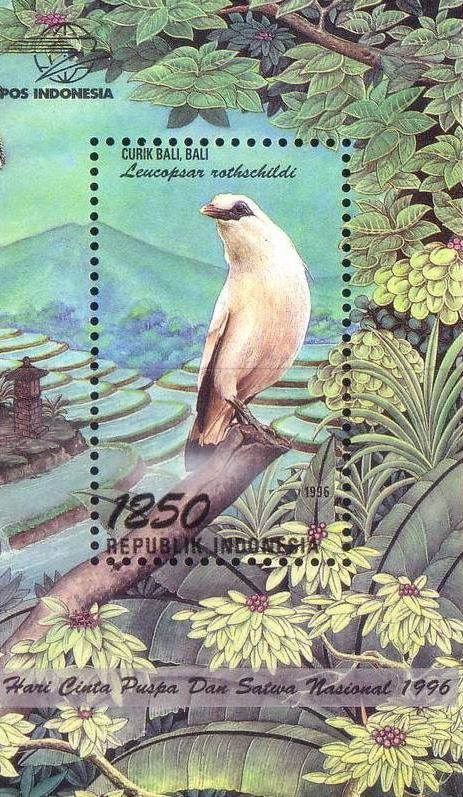 Bali Myna (Leucopsar rotschildi)