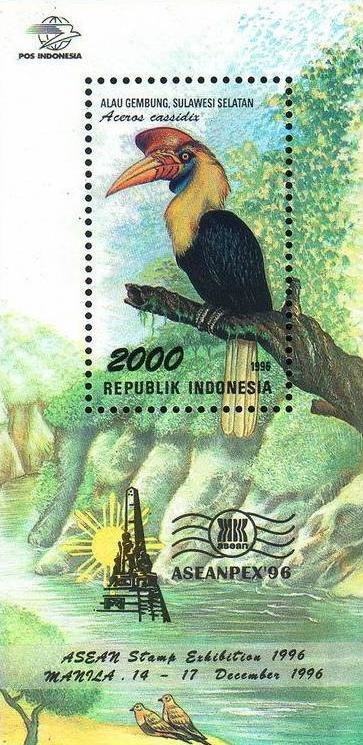 Knobbed Hornbill (Aceros cassidis)