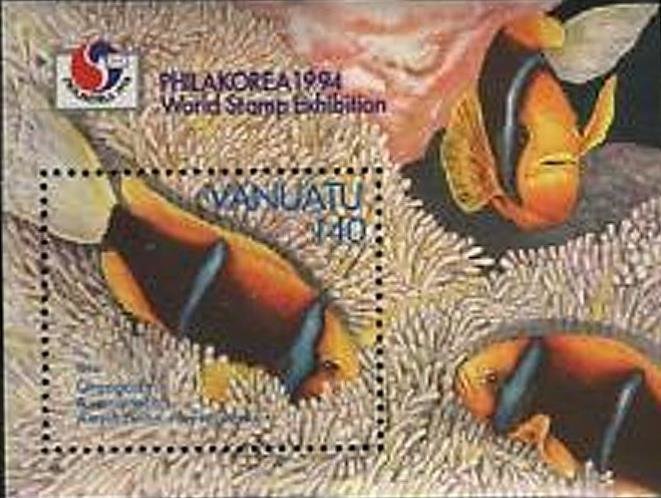 Orange-fin Anemonefish (Amphiprion chrysopterus)