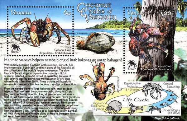 Coconut Crab (Birgus latro)