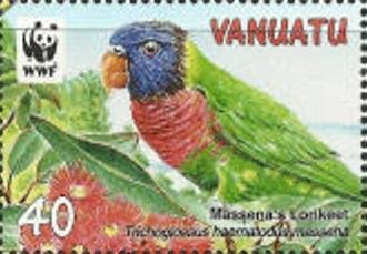 Massena Rainbow Lorikeet (Trichoglossus haematodus massena)