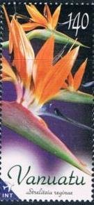 Strelitzia reginae