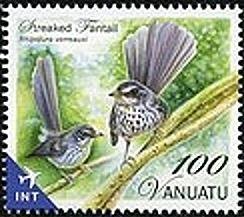 Streaked Fantail (Rhipidura verreauxi)