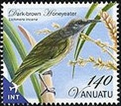 Gray-eared Honeyeater (Lichmera incana)