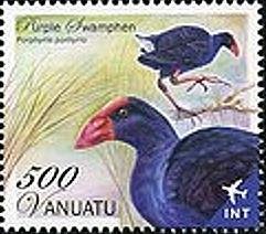 Purple Gallinule (Porphyrio porphyrio)