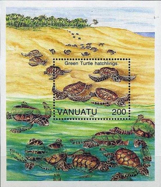 Green Sea Turtle (Chelonia mydas)