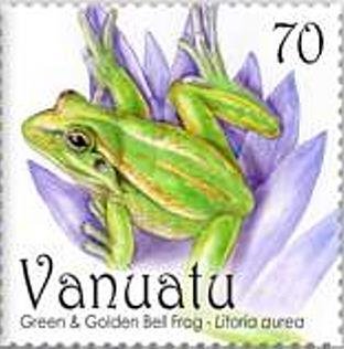 Golden Bell Frog (Litoria aurea)