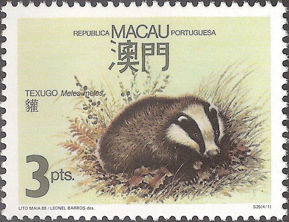 European Badger (Meles meles)
