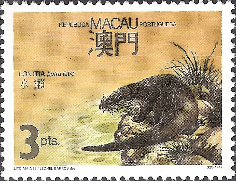 Eurasian Otter (Lutra lutra)